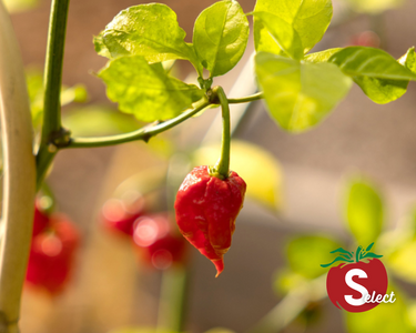 Carolina Reaper Super-Hot Pepper Seeds